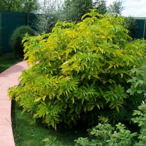 Саженец бузины красной Плюмоза амуреа (Plumosa Aurea)
