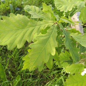 Саженец дуба Европейского 20-40 см