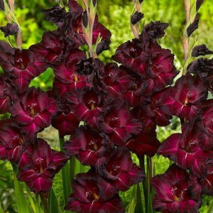 Луковица гладиолуса Крупноцветковый Блэк Джек (Black Jack) 