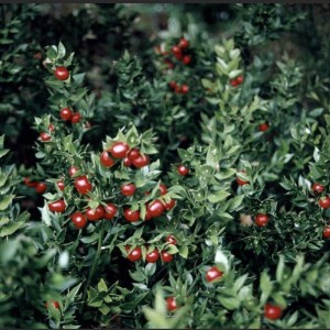 Саженец иглицы Гирканской