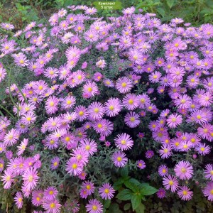 Саженцы астры ново-бельгийская Ивентайд (Eventide) -  комплект 5 шт.