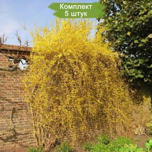 Саженцы форзиции Свисающая (Пониклая) -  комплект 5 шт.