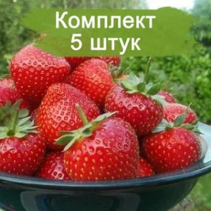 Саженцы ремонтантной клубники Мурано (Ранняя) -  комплект 5 шт.