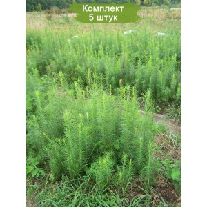 Саженцы лиственницы Сибирской 40-60 см -  комплект 5 шт.