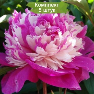 Саженцы пиона Селебрити (Celebrity) -  комплект 5 шт.