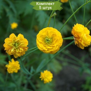 Корневище ранункулюса Акрис -  комплект 5 шт.