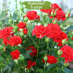 Саженцы спрей розы Мирабель (Sprey Mirabel) -  комплект 5 шт.