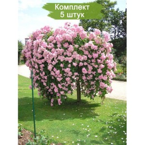 Саженцы штамбовой розы Белла Вита (Bella Vita) -  комплект 5 шт.