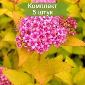 Саженцы спиреи Антон Вотерер (Anthony Waterer) -  комплект 5 шт.