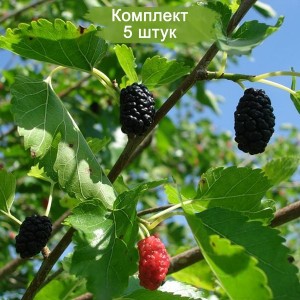 Саженцы тутовника (шелковицы) обыкновенного -  комплект 5 шт.