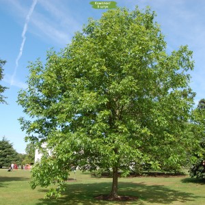 Саженцы ясеня Обыкновенного (от 150 см) -  комплект 5 шт.