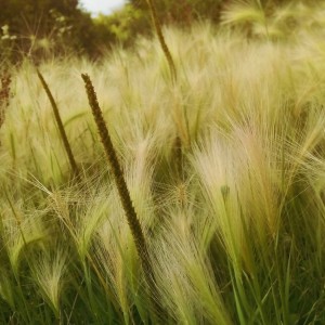 Саженец ковыля Дальневосточный