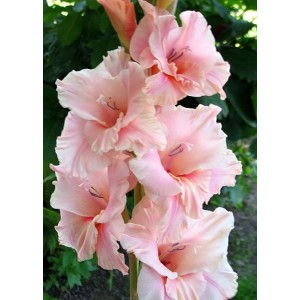 Луковица гладиолуса Богиня Любви