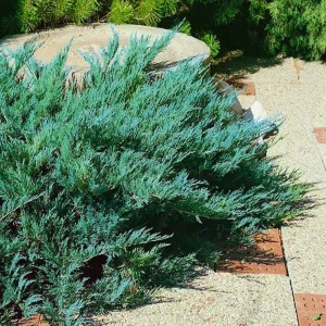 Саженец можжевельника казацкого Блю Дануб (Blue Danube)