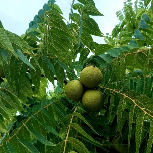 Саженец ореха черного Бисентенниал (Bicentennial)