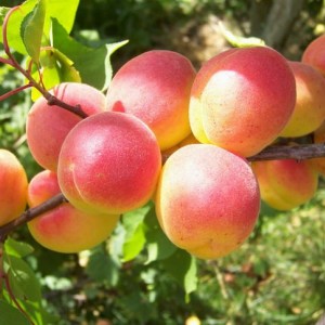 Саженец Абрикоса Краснощёкий (обычный)