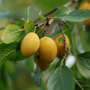 Саженец ранней желтой сливы Яхонтовой