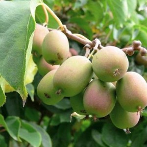 Саженец актинидии женской  гибридной