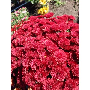 Саженец хризантемы мультифлоры Даниэлла Ред (Danielle Red)