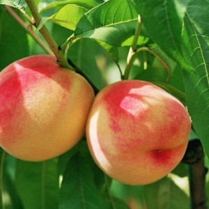 Саженец Персика Крымская осень