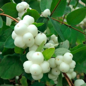 Саженец Снежноягодника Жемчужного