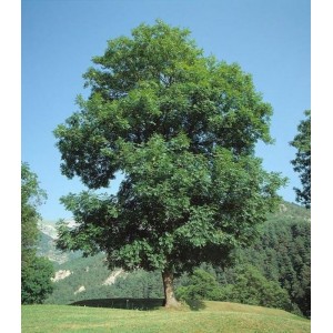 Саженец сосны Обыкновенной 100-150 см