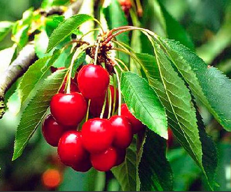 Черешня Берекет