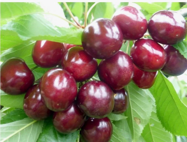Черешня Горянка