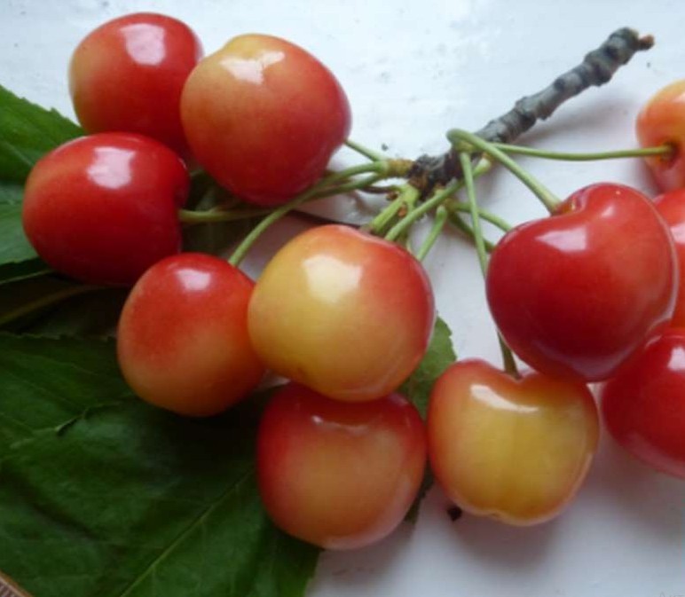 Черешня Краса Кубани