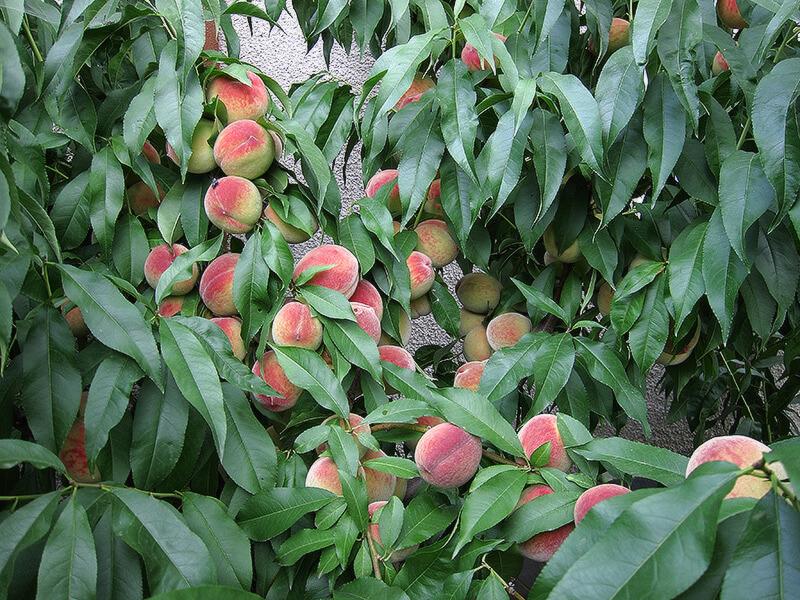 Нектарин Краснодарец