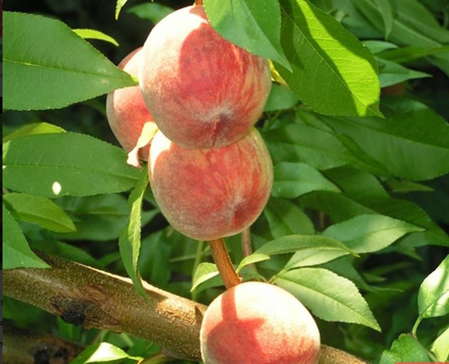 Персик Ирганайский поздний