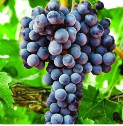 Виноград Августа