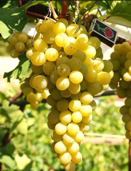Виноград Италия