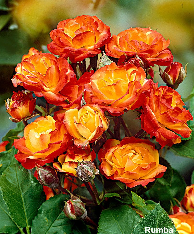 розы флорибунда для подмосковья лучшие сорта фото
