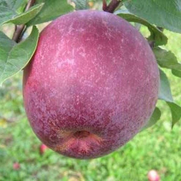 Яблоки лобо фото и описание сорта фото